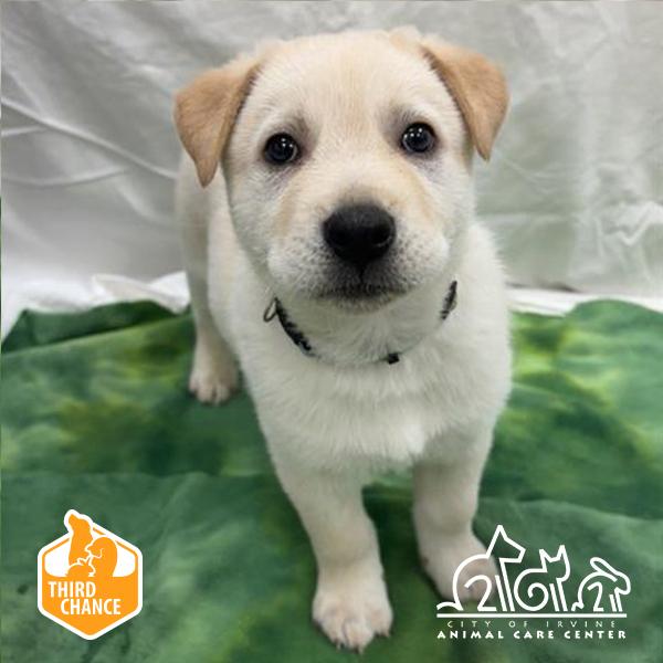 Enlarge ASLAN, a Adoptable mixed breed in Irvine, CA image 1/1