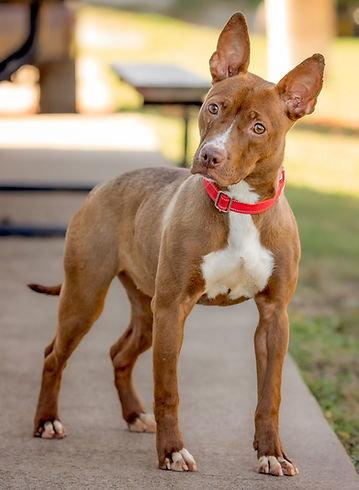 Enlarge Sahara, a Adoptable Terrier in Knoxville, IA image 1/2