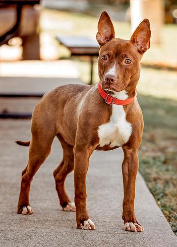 Enlarge Sahara, a Adoptable Terrier in Knoxville, IA image 2/2
