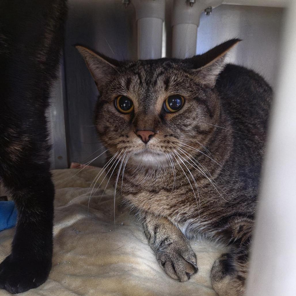 Enlarge Bobo, a Adoptable Domestic Short Hair in Grand Rapids, MI image 1/1