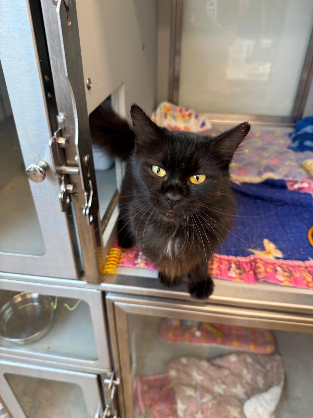 Velvetina, an adopted Domestic Medium Hair in Miami Beach, FL image 4/6