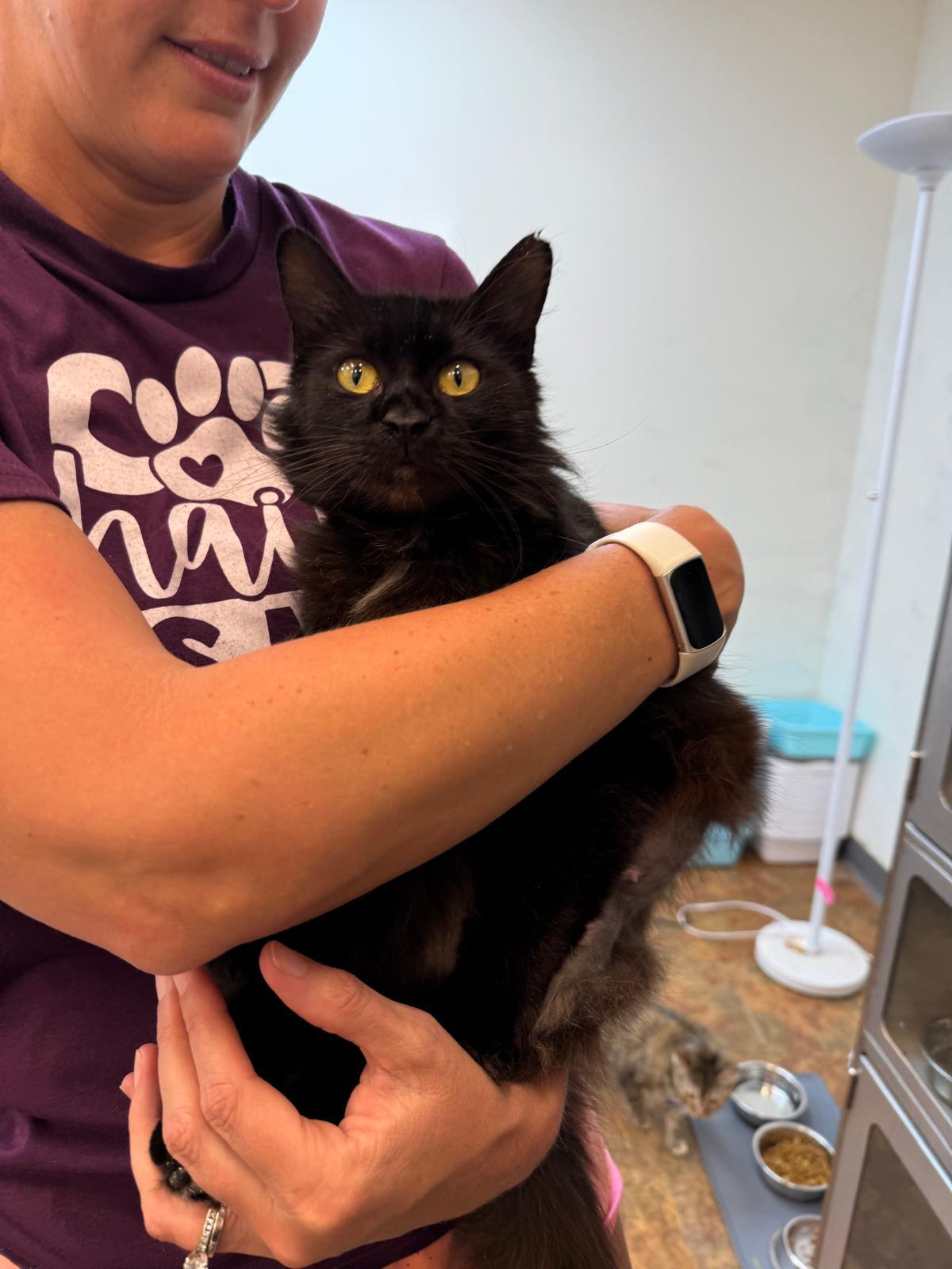 Velvetina, an adopted Domestic Medium Hair in Miami Beach, FL image 6/6