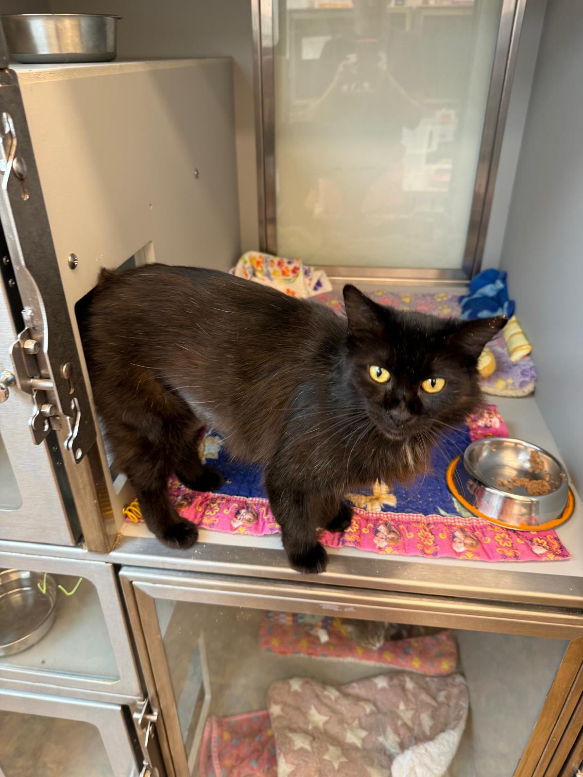 Velvetina, an adopted Domestic Medium Hair in Miami Beach, FL image 2/6