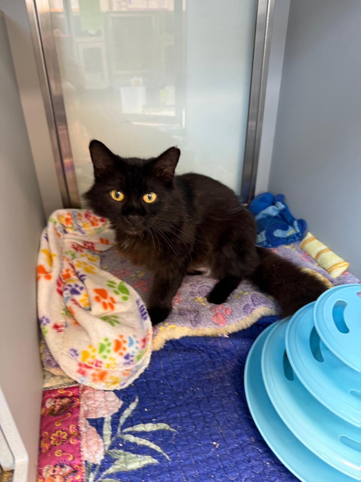 Velvetina, an adopted Domestic Medium Hair in Miami Beach, FL image 5/6