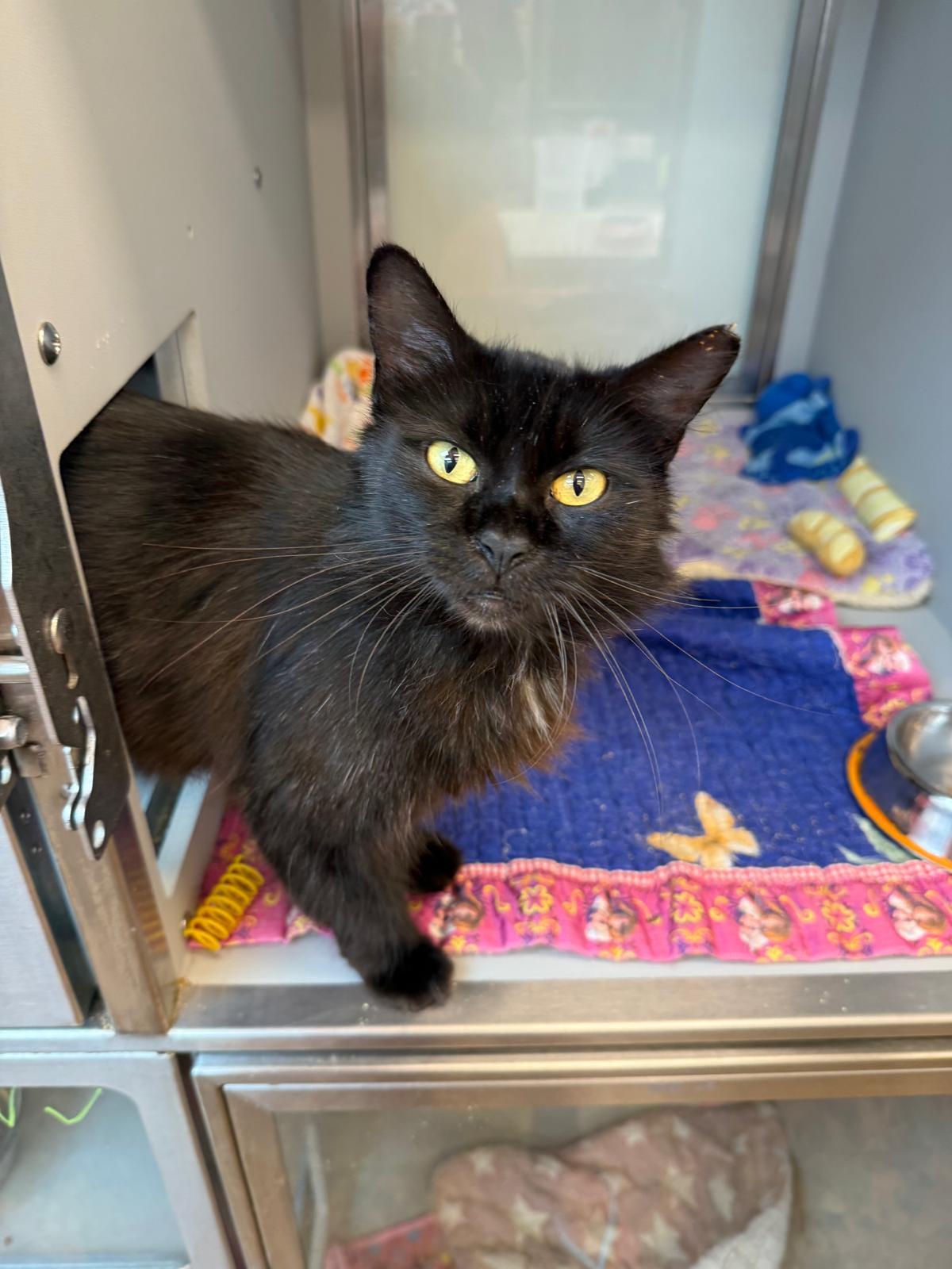 Velvetina, adopted, Young Female Domestic Medium Hair.