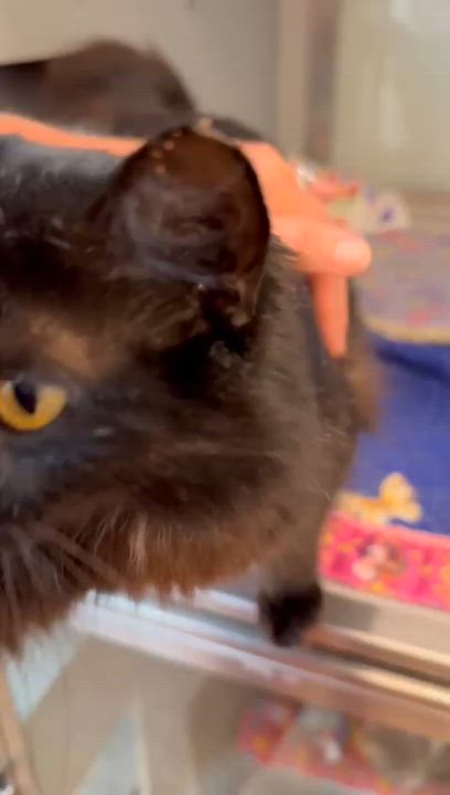 Enlarge Velvetina, an adopted Domestic Medium Hair in Miami Beach, FL video 3/6