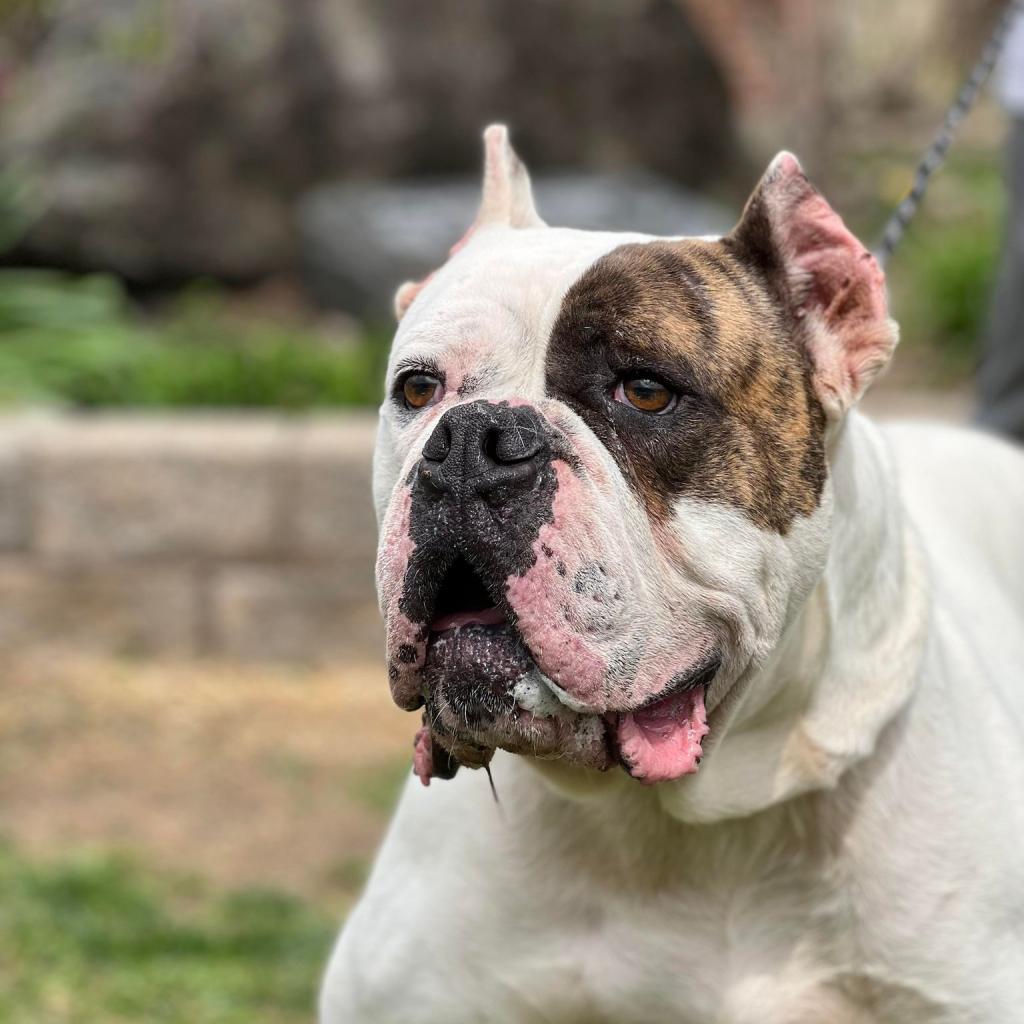 Enlarge Ding Dong, a Adoptable mixed breed in Huntington, WV image 1/6