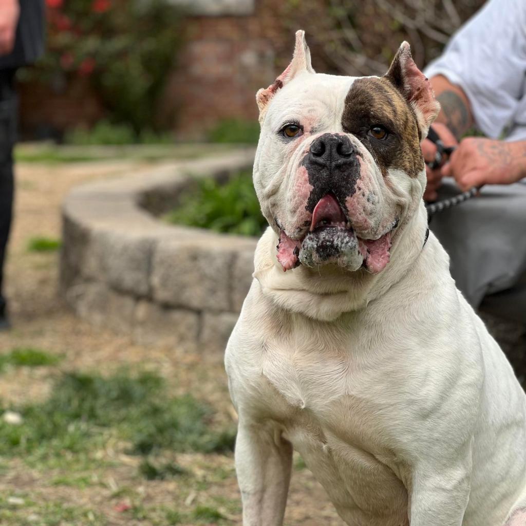 Ding Dong thumbnail 2