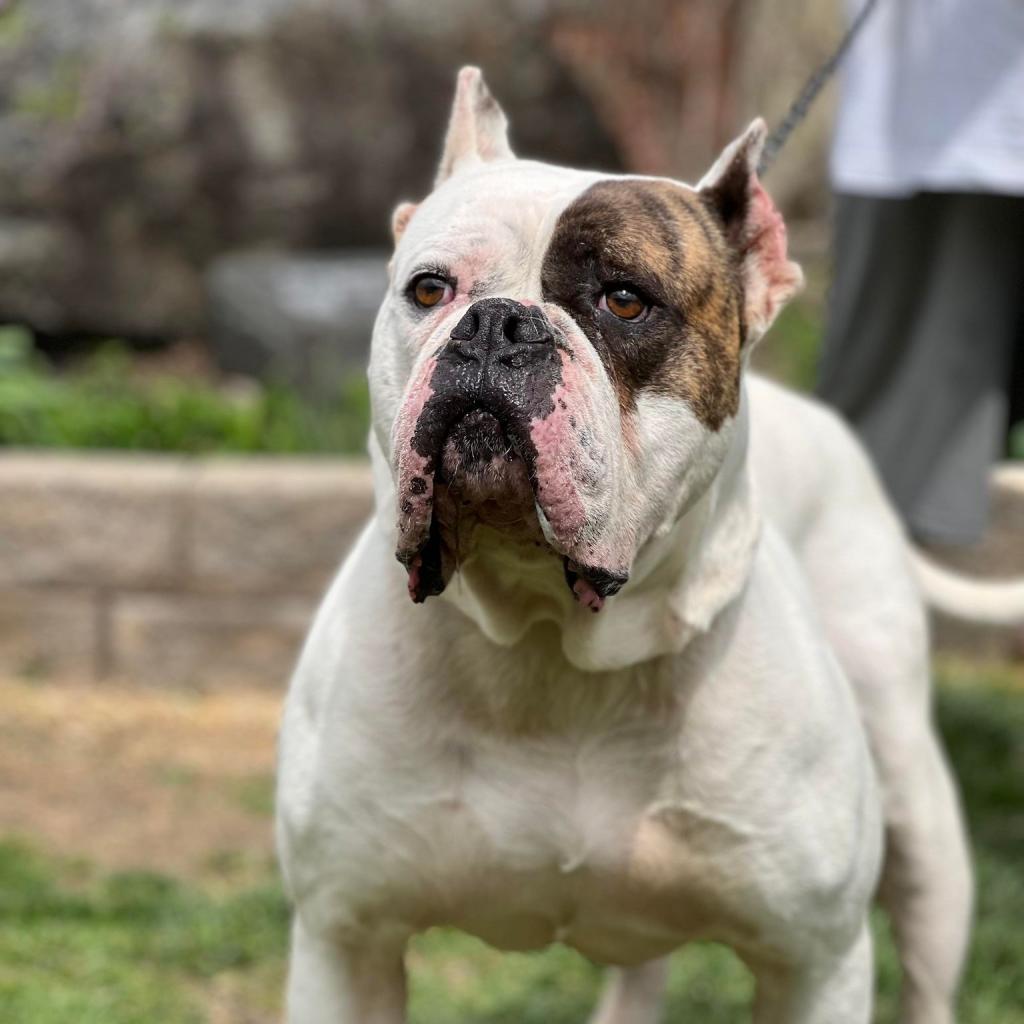 Enlarge Ding Dong, a Adoptable mixed breed in Huntington, WV image 3/6