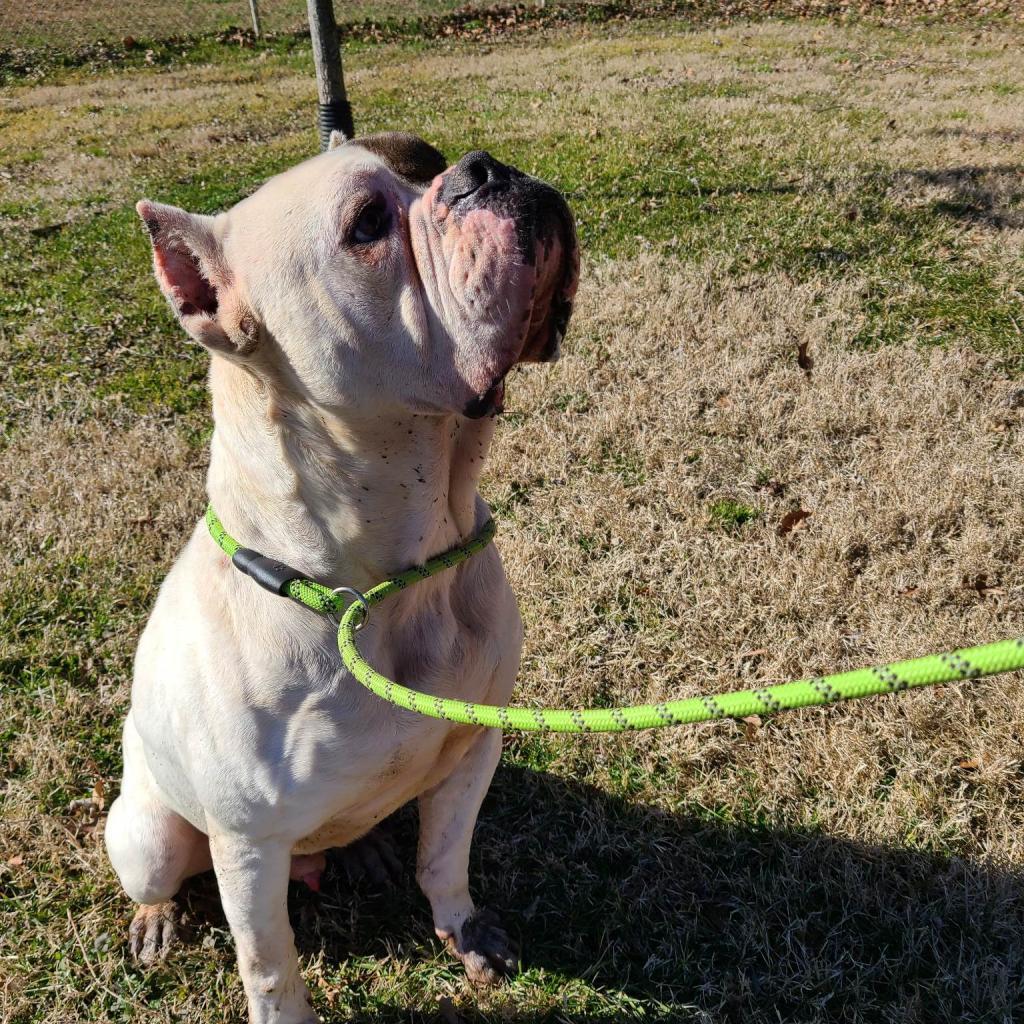 Enlarge Ding Dong, a Adoptable mixed breed in Huntington, WV image 6/6