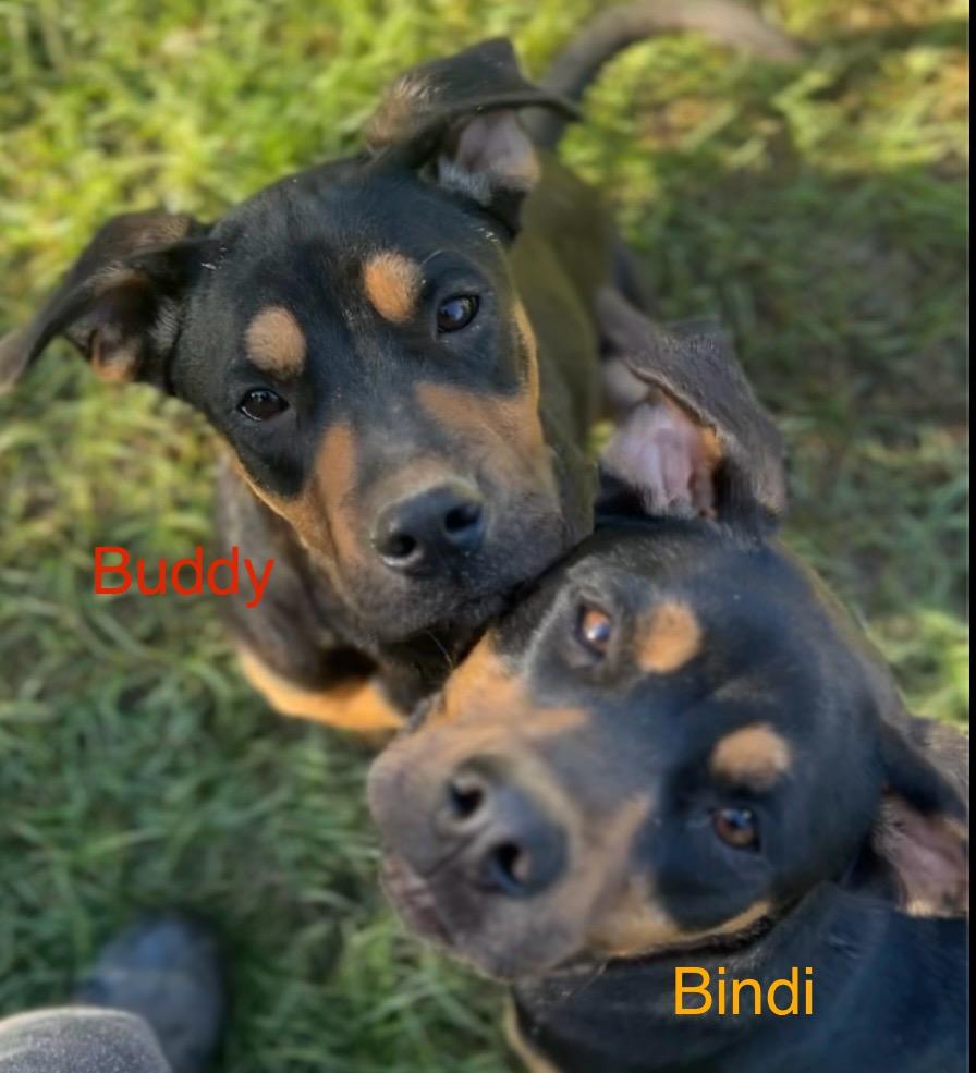 Bindi