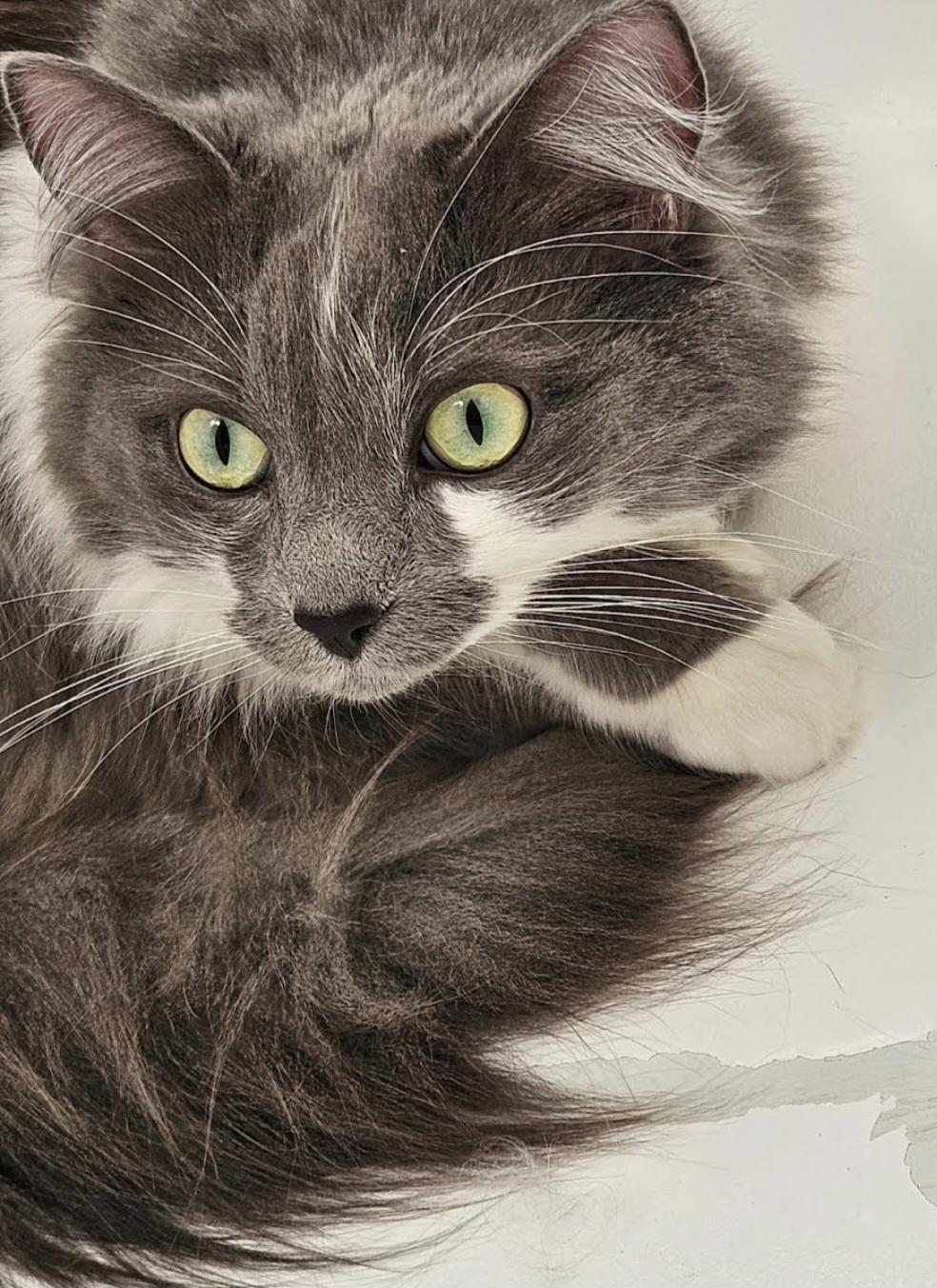 Enlarge Freya, a ADOPTABLE Domestic Long Hair in Fullerton, CA image 3/4