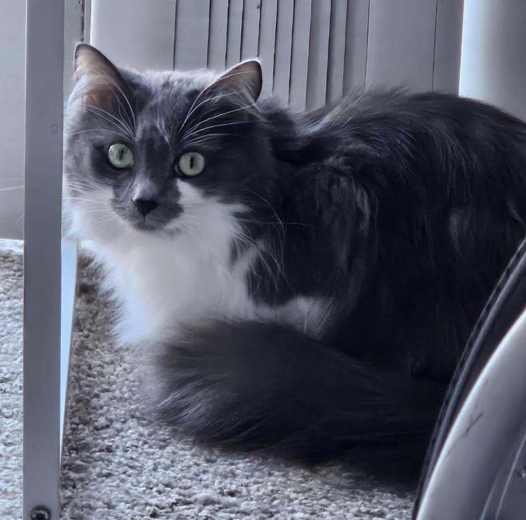 Enlarge Freya, a ADOPTABLE Domestic Long Hair in Fullerton, CA image 2/4