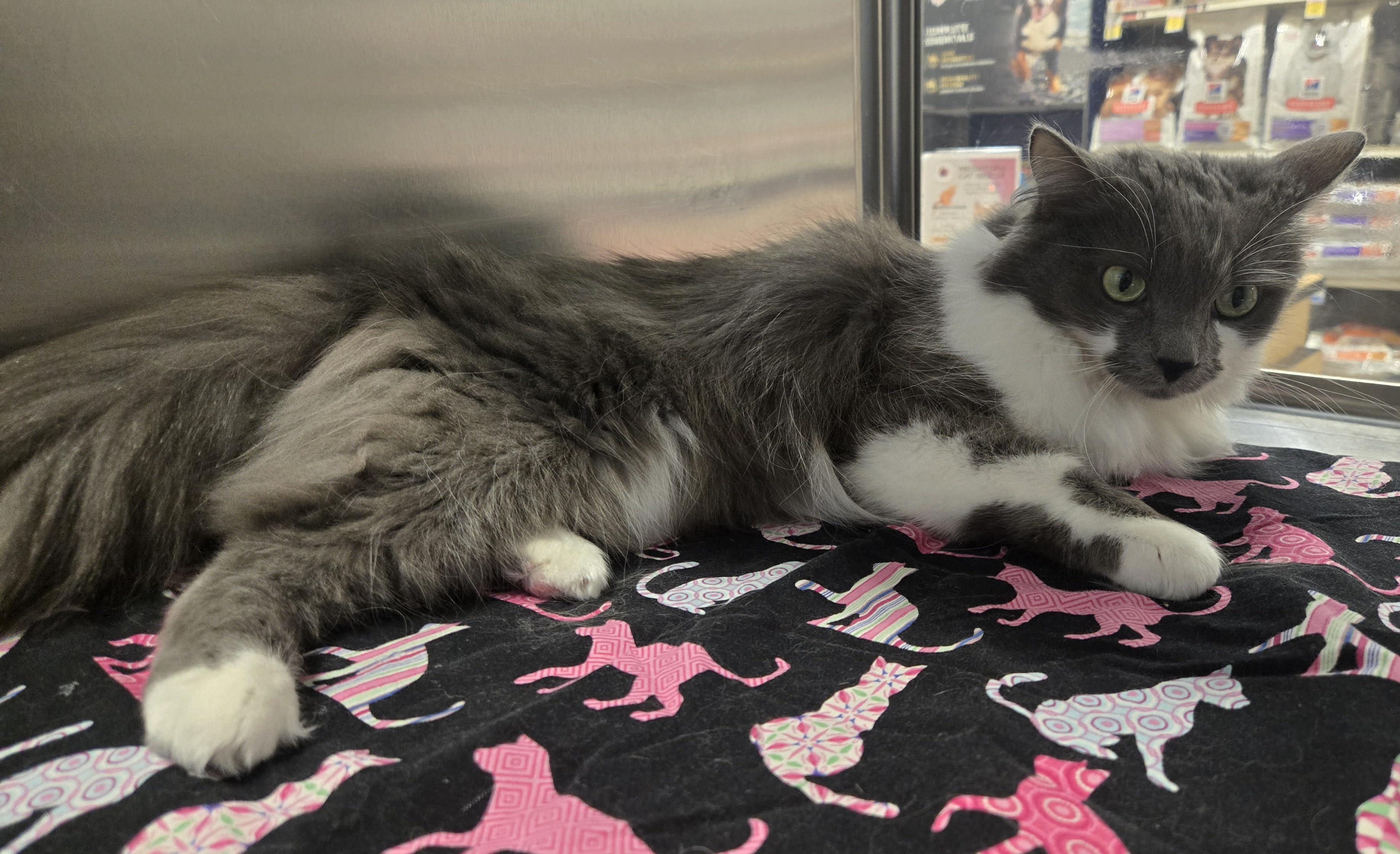 Enlarge Freya, a ADOPTABLE Domestic Long Hair in Fullerton, CA image 4/4