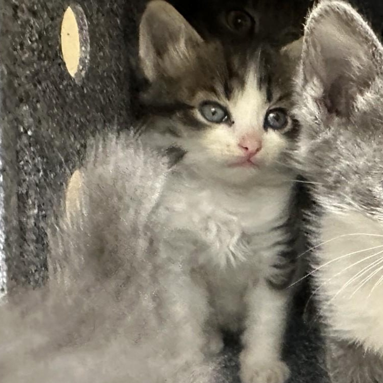 Enlarge Batty, a Adoptable Domestic Medium Hair in Converse, TX image 2/4