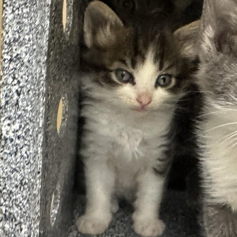 Enlarge Batty, a Adoptable Domestic Medium Hair in Converse, TX image 1/4