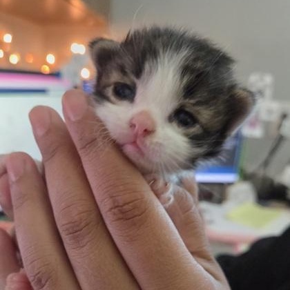Enlarge Batty, a Adoptable Domestic Medium Hair in Converse, TX image 3/4