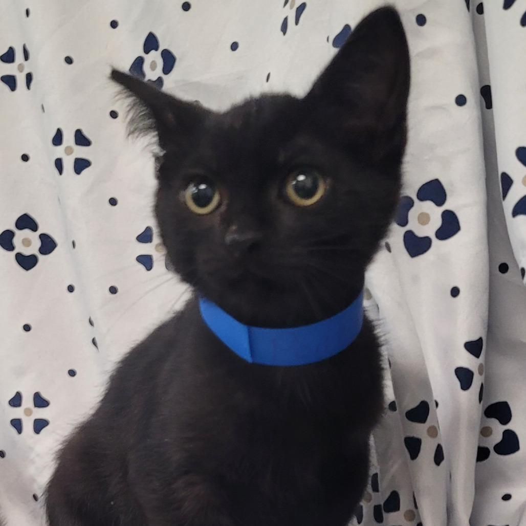 Pontiac, Adoptable, Kitten Male Domestic Short Hair.