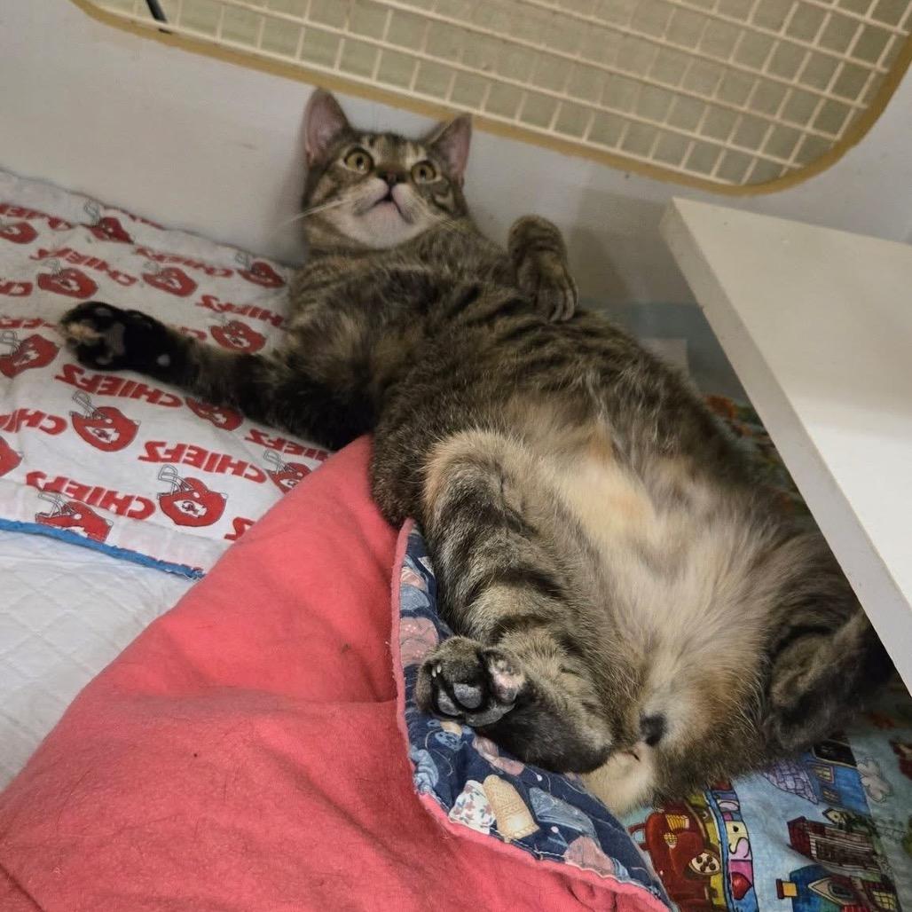 Brie, Adoptable, Adult Female Domestic Short Hair.