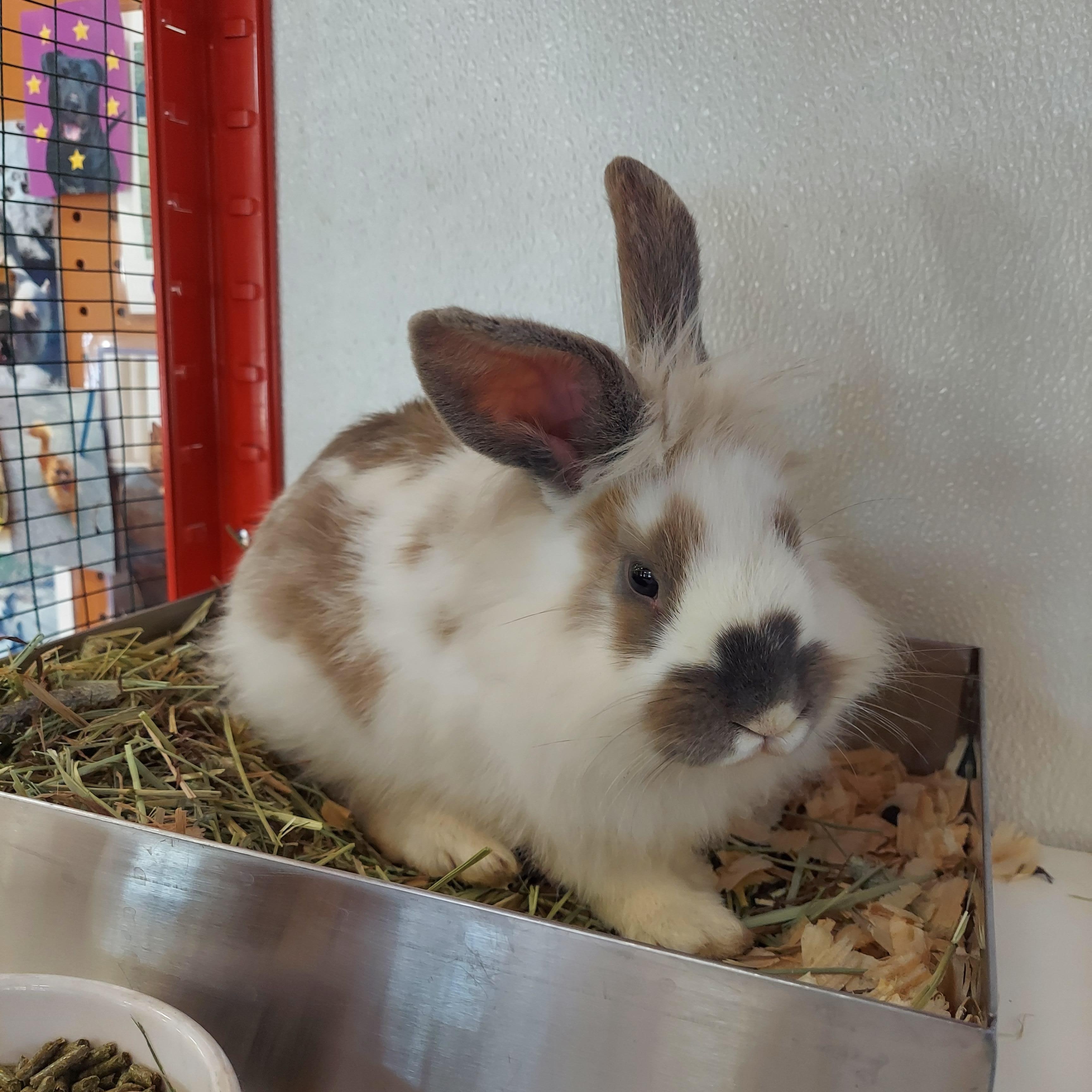 #1, ADOPTABLE, Young Male Angora Rabbit.