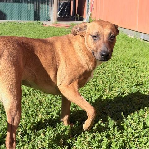 Enlarge Ivy, a Adoptable Mixed Breed in Redwood Valley, CA image 1/6