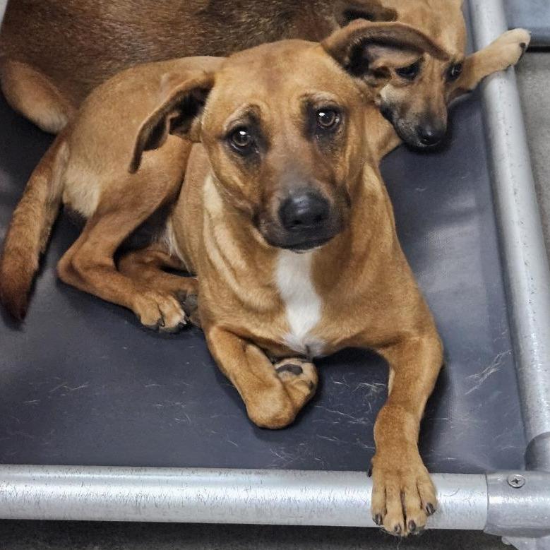 Enlarge Ivy, a Adoptable Mixed Breed in Redwood Valley, CA image 2/6