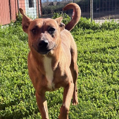 Enlarge Ivy, a Adoptable Mixed Breed in Redwood Valley, CA image 3/6