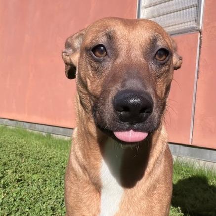 Enlarge Ivy, a Adoptable Mixed Breed in Redwood Valley, CA image 4/6
