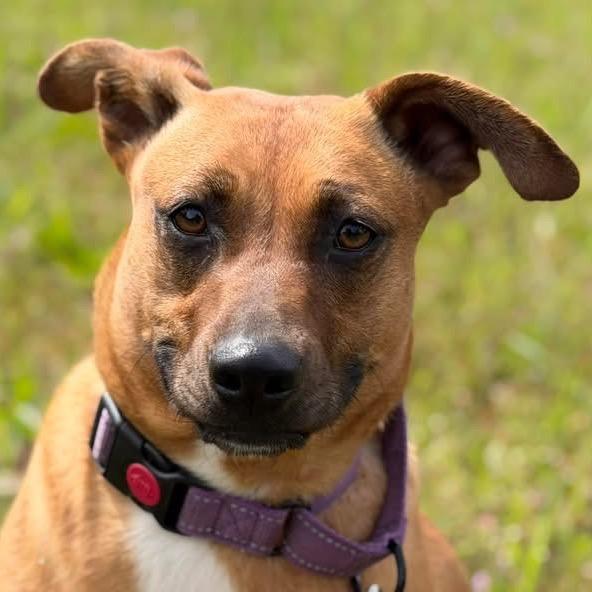 Enlarge Ivy, a Adoptable Mixed Breed in Redwood Valley, CA image 5/6