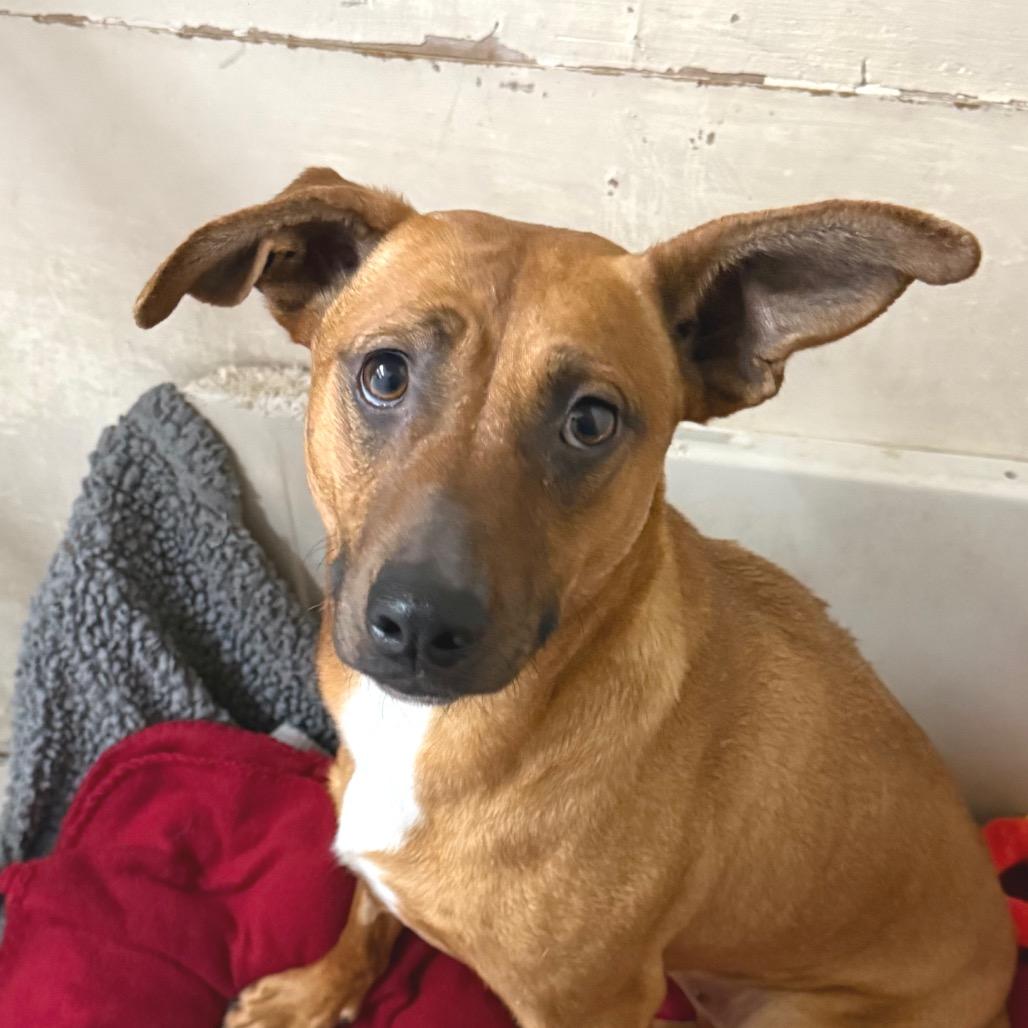 Enlarge Ivy, a Adoptable Mixed Breed in Redwood Valley, CA image 5/6