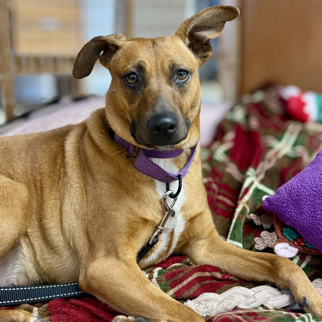 Enlarge Ivy, a Adoptable Mixed Breed in Redwood Valley, CA image 6/6