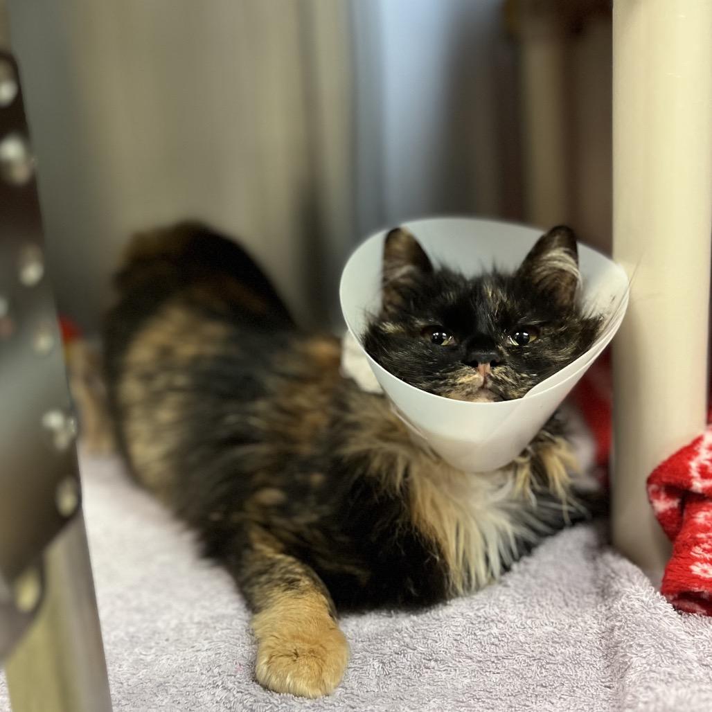 Bernice — thumbnail 2