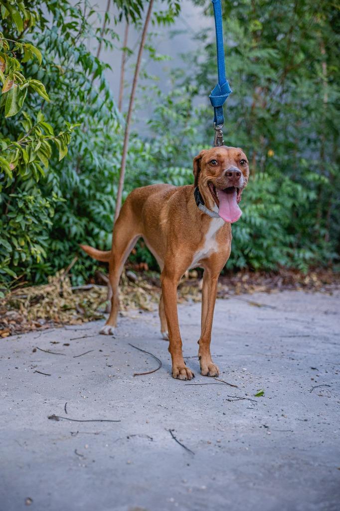 Ronnie, Adoptable, Young Female Labrador Retriever & Border Collie.