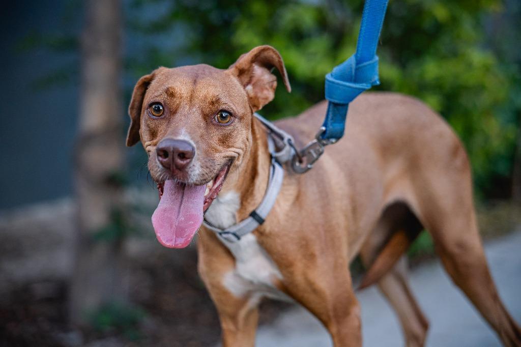 Ronnie, a Adoptable mixed breed in Anacortes, WA image 2/5