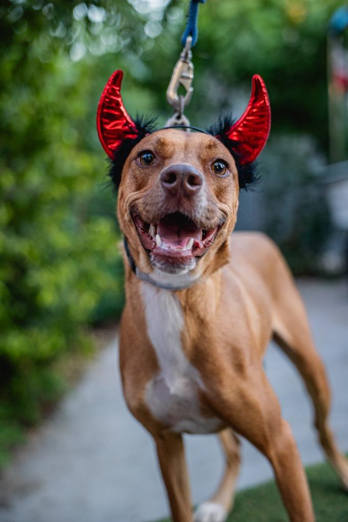 Ronnie, a Adoptable mixed breed in Anacortes, WA image 3/5