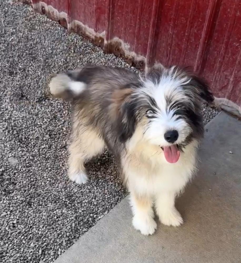 Enlarge LOLA, a Adopted mixed breed in Rochester, IN image 1/2