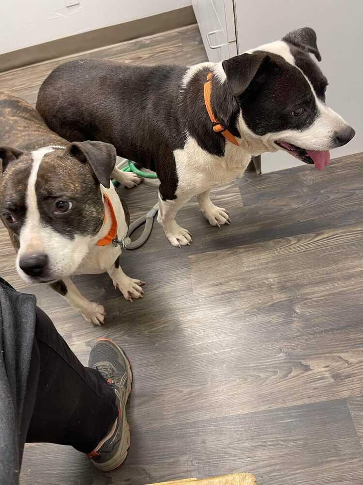 Enlarge Shirley, a Adoptable mixed breed in Lone Oak, TX image 2/6