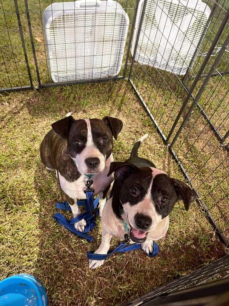 Enlarge Shirley, a Adoptable mixed breed in Lone Oak, TX image 5/6