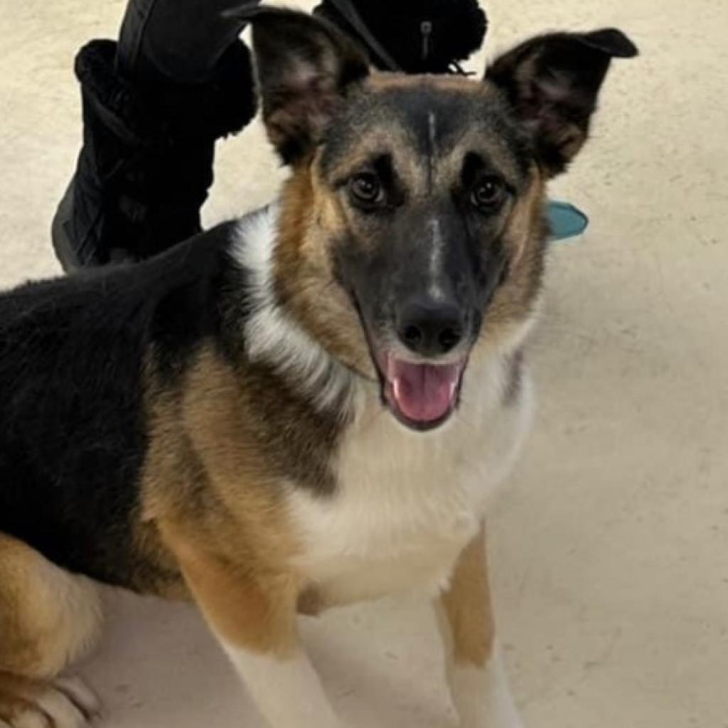 Enlarge Thelma, a Adoptable mixed breed in Muncie, IN image 1/1