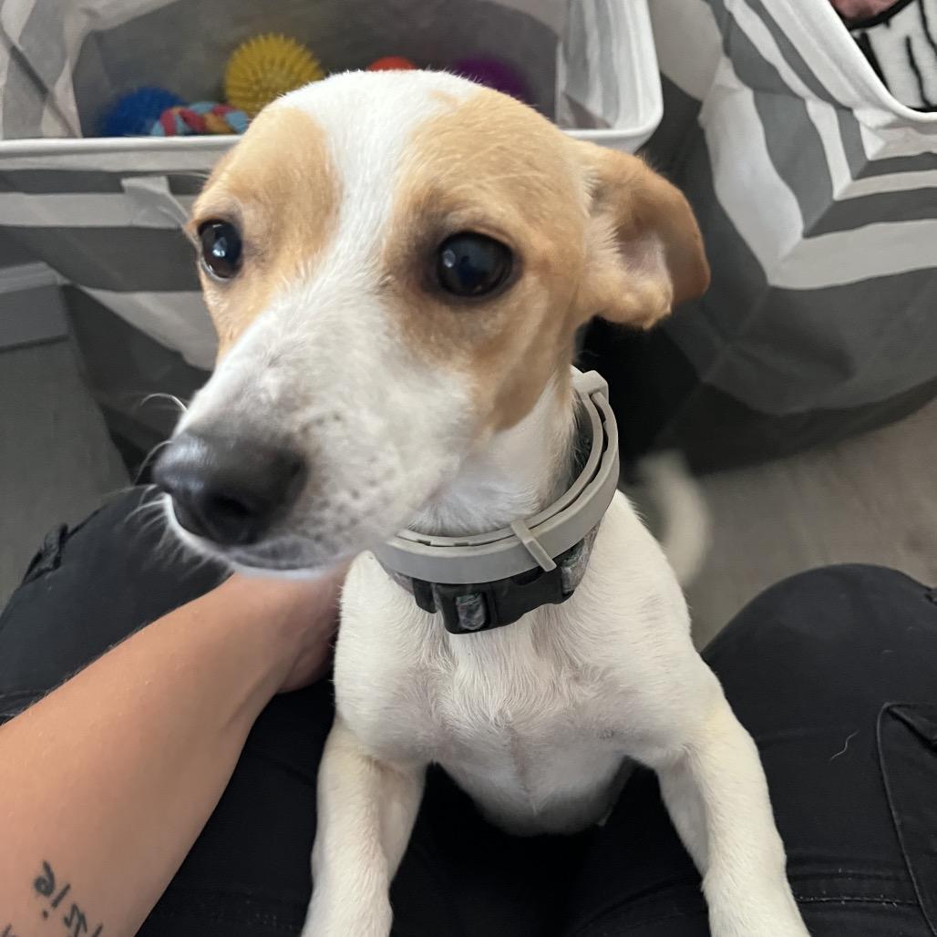Dash, Adoptable, Young Male Jack Russell Terrier.