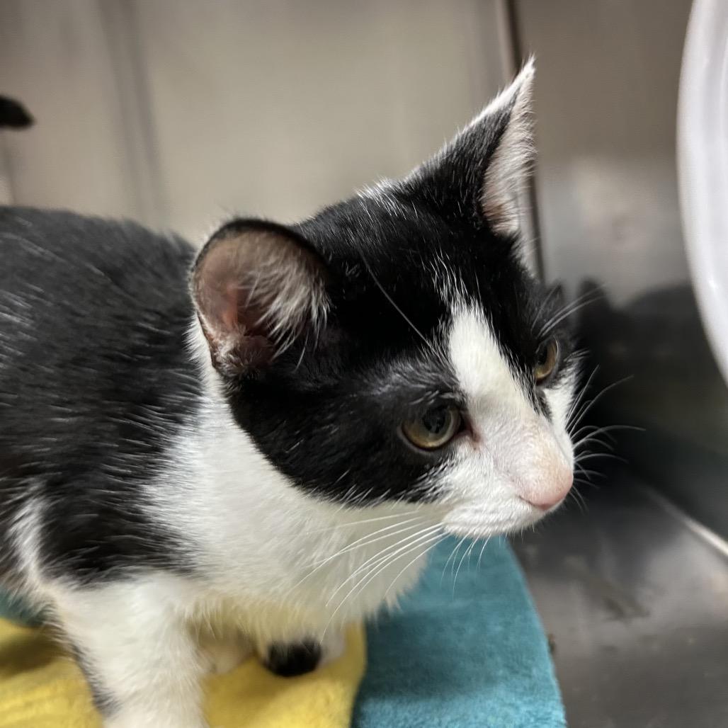 Cindy Lou, Adoptable, Kitten Female Domestic Short Hair.