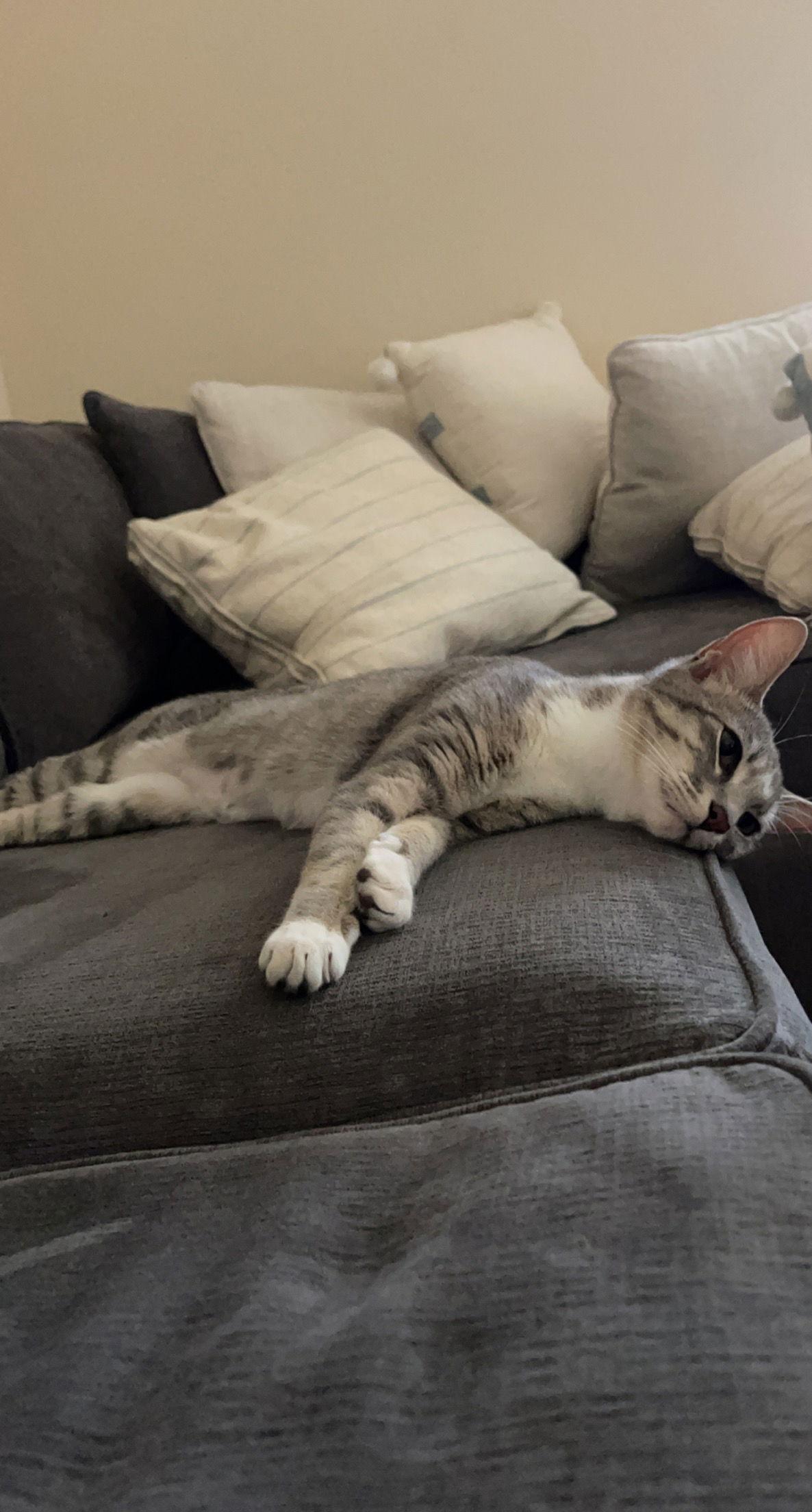 Enlarge BONDED PAIR: Ferguson and Candice, a Adoptable Domestic Short Hair in Naples, FL image 1/3