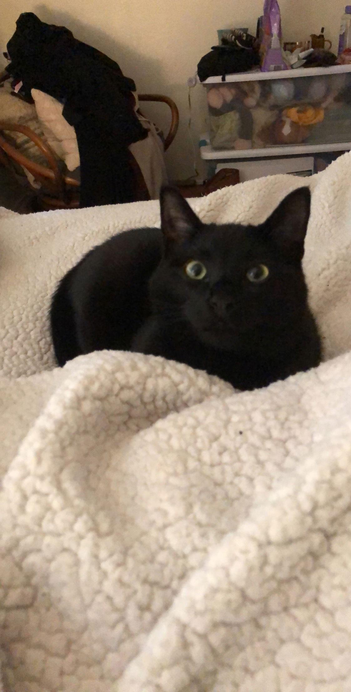 Enlarge BONDED PAIR: Ferguson and Candice, a Adoptable Domestic Short Hair in Naples, FL image 2/3