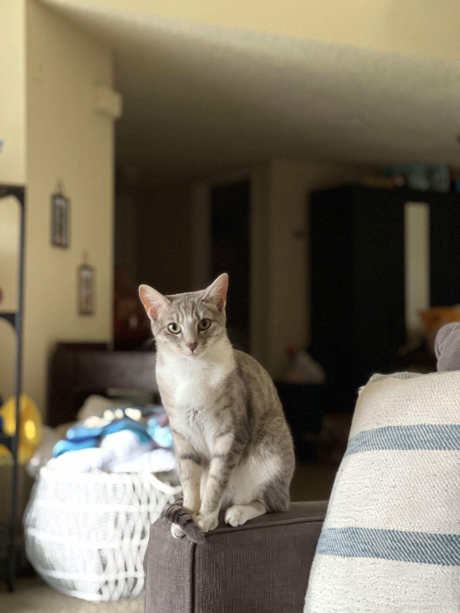 Enlarge BONDED PAIR: Ferguson and Candice, a Adoptable Domestic Short Hair in Naples, FL image 3/3