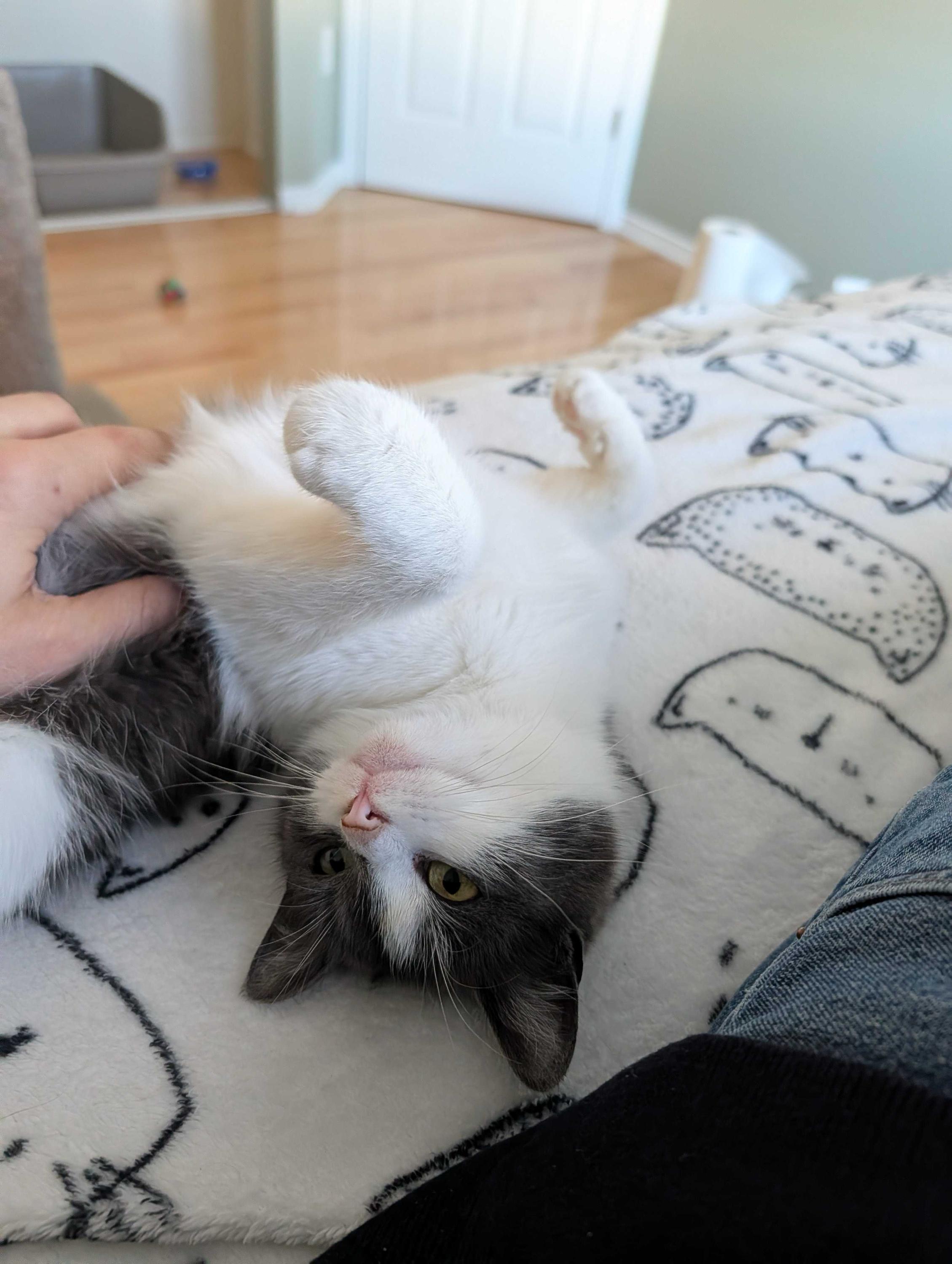 Enlarge Misty, an adopted Domestic Short Hair in Wakefield, QC image 6/6