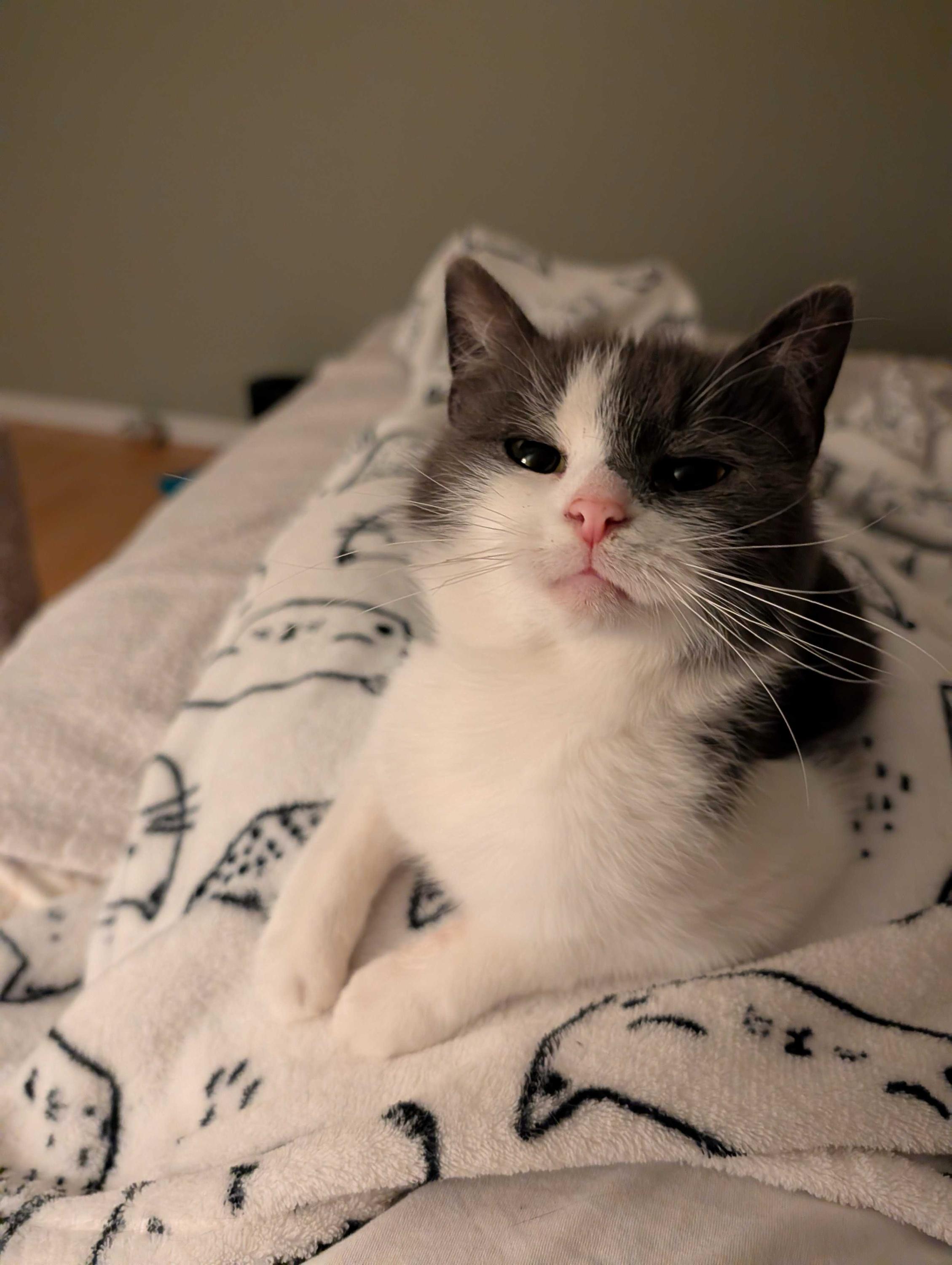 Enlarge Misty, an adopted Domestic Short Hair in Wakefield, QC image 2/6