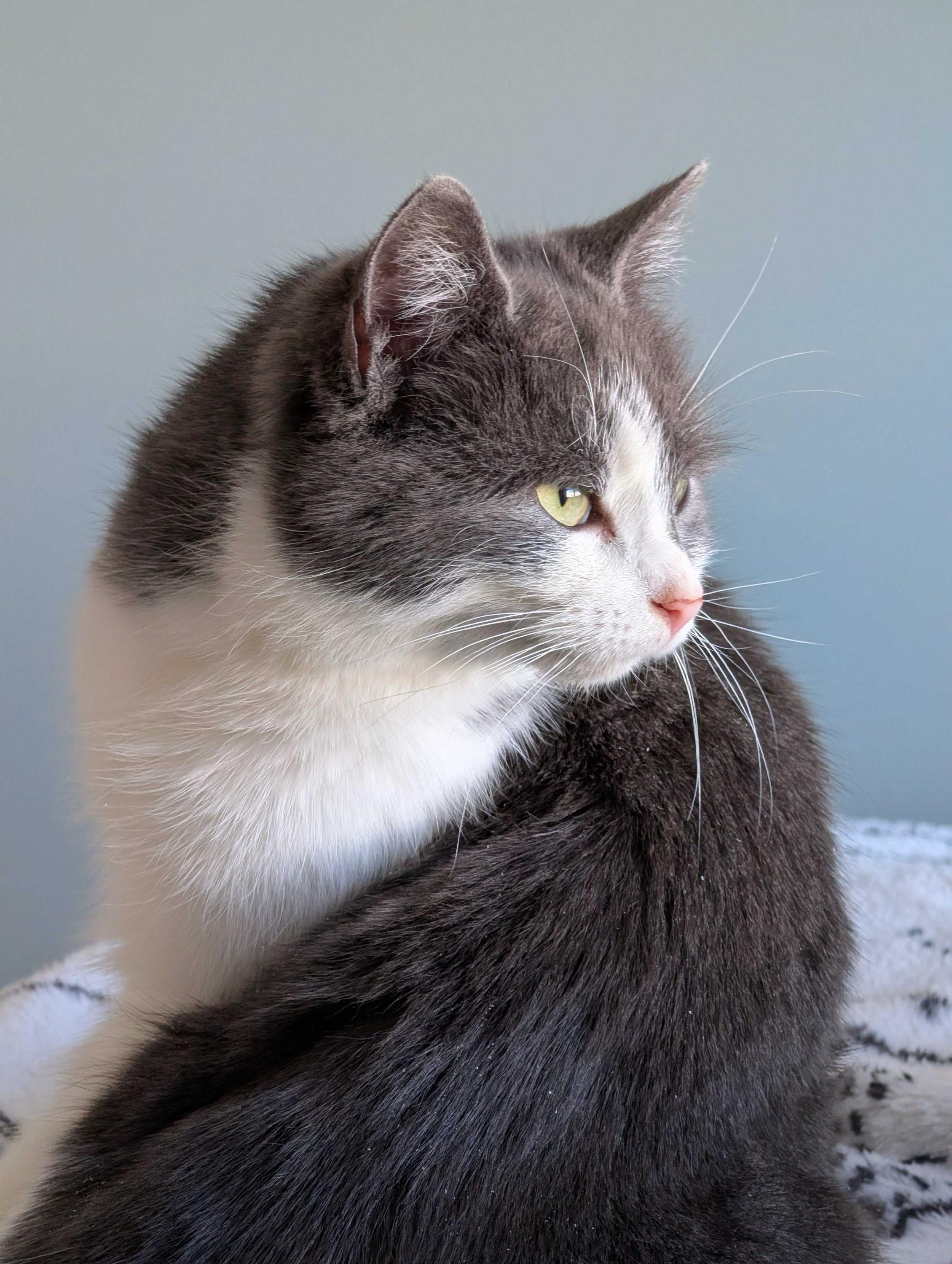 Enlarge Misty, an adopted Domestic Short Hair in Wakefield, QC image 5/6