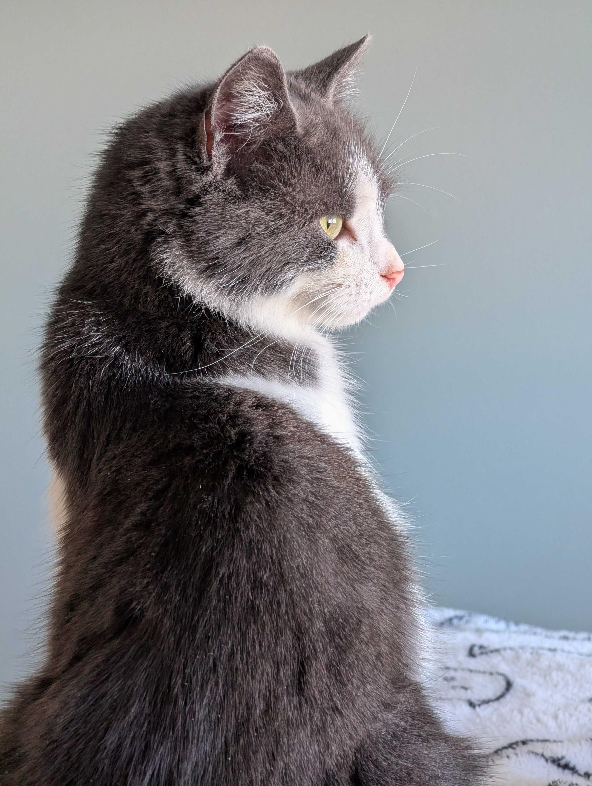 Enlarge Misty, an adopted Domestic Short Hair in Wakefield, QC image 4/6
