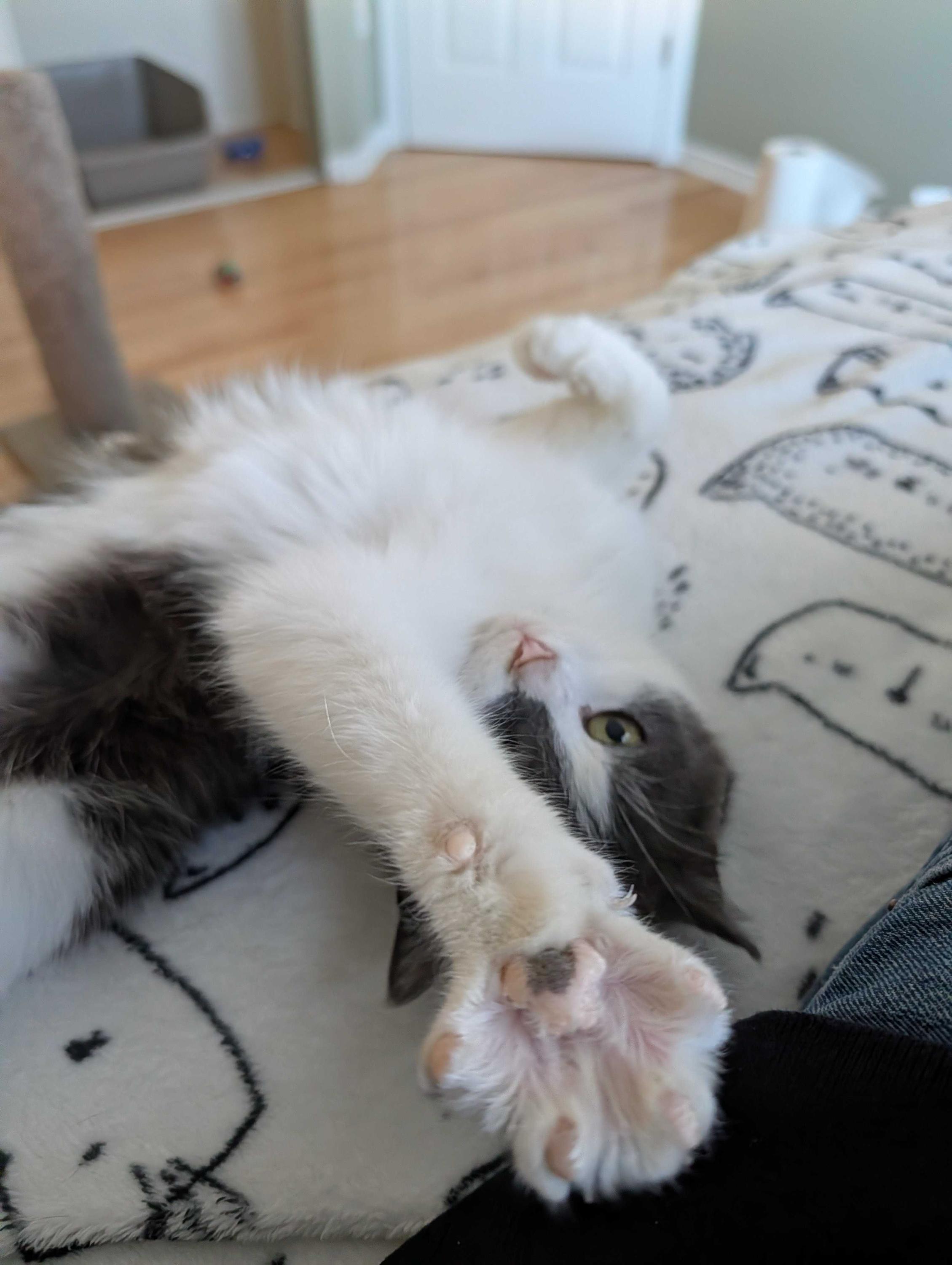 Enlarge Misty, an adopted Domestic Short Hair in Wakefield, QC image 3/6