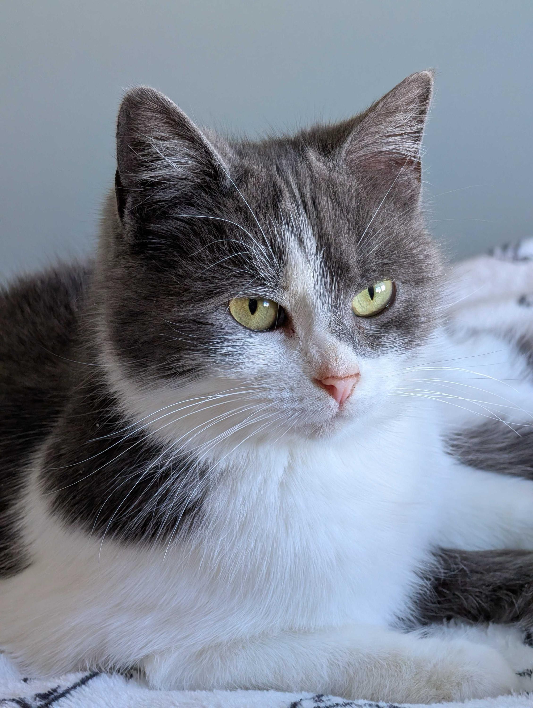 Misty, adopted, Young Female Domestic Short Hair.